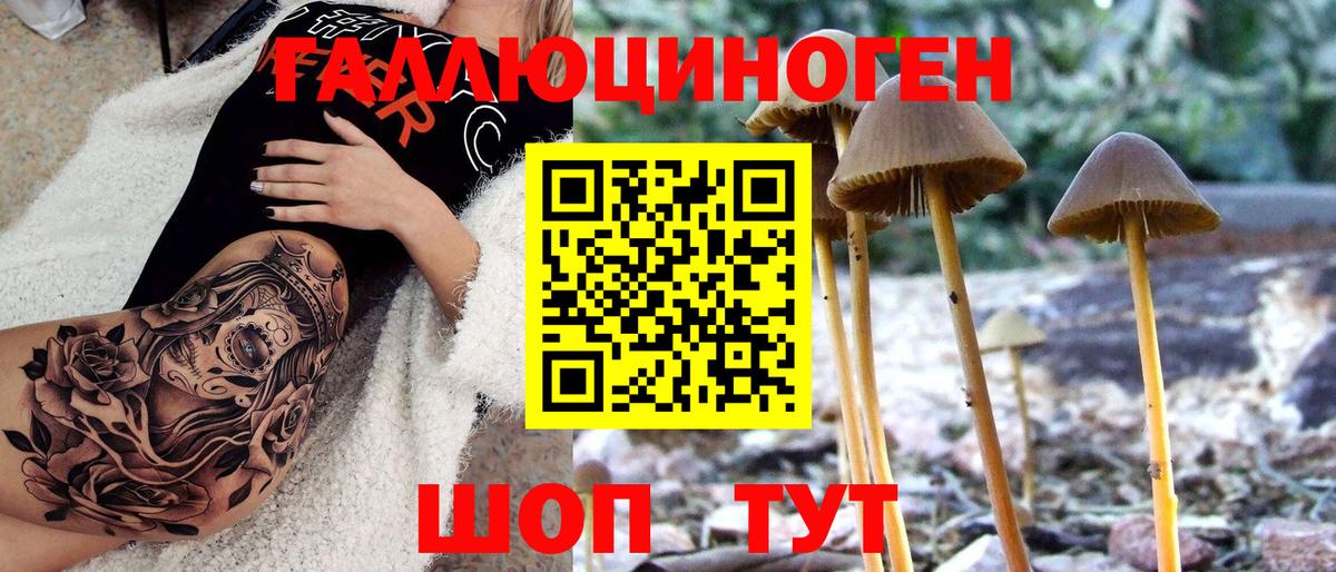 Галлюциногенные грибы Psilocybe Павловский Посад